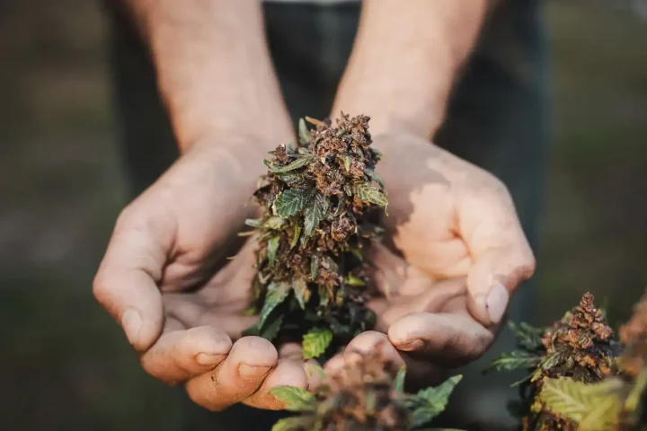 Cannabis medicinal y consumo recreativo por qué “es la misma planta” no responde la pregunta clínica