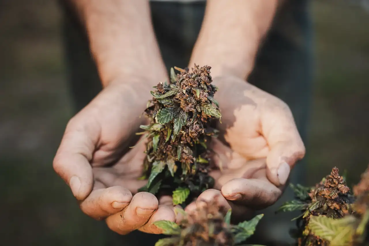 Cannabis medicinal y consumo recreativo por qué “es la misma planta” no responde la pregunta clínica